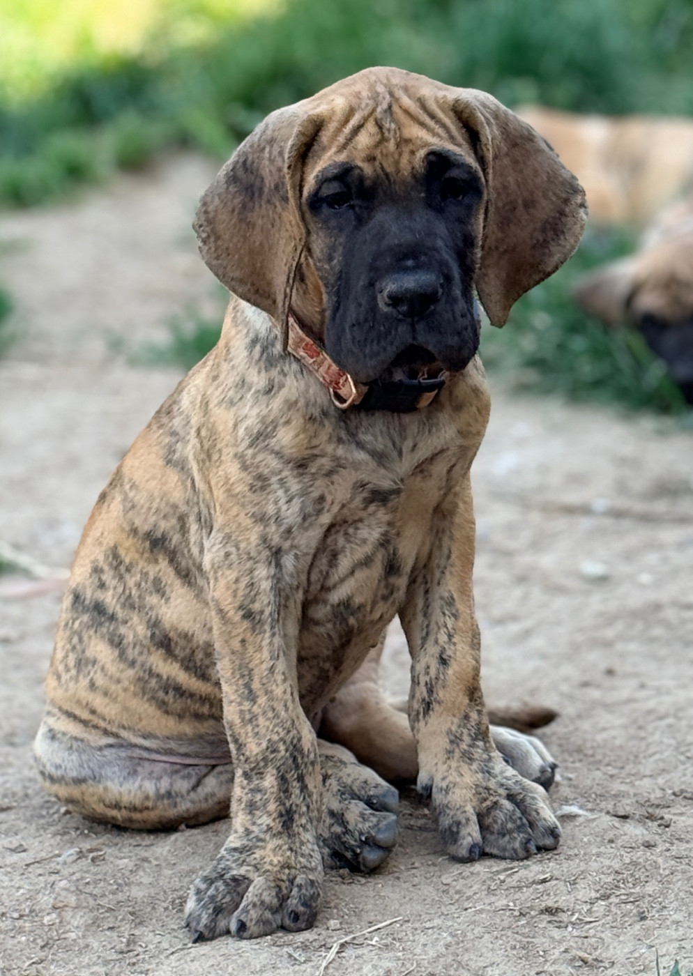 Au Royaume De Leyla - Chiots disponibles - Dogue allemand