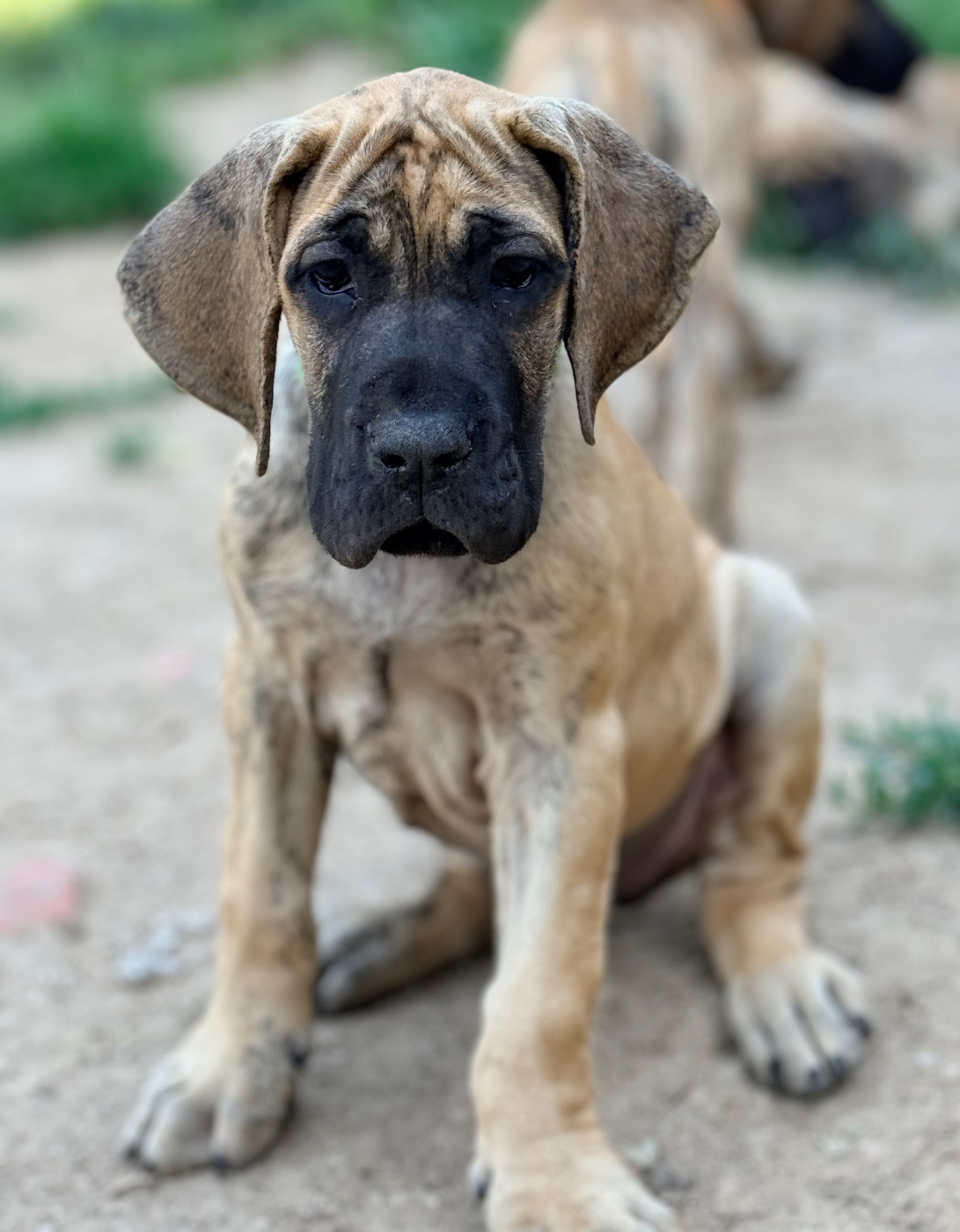 Au Royaume De Leyla - Chiots disponibles - Dogue allemand
