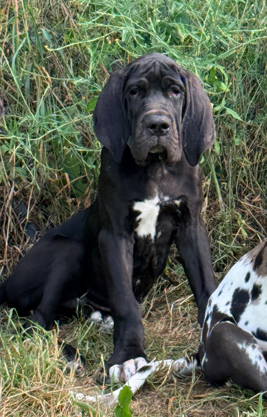 Au Royaume De Leyla - Chiots disponibles - Dogue allemand