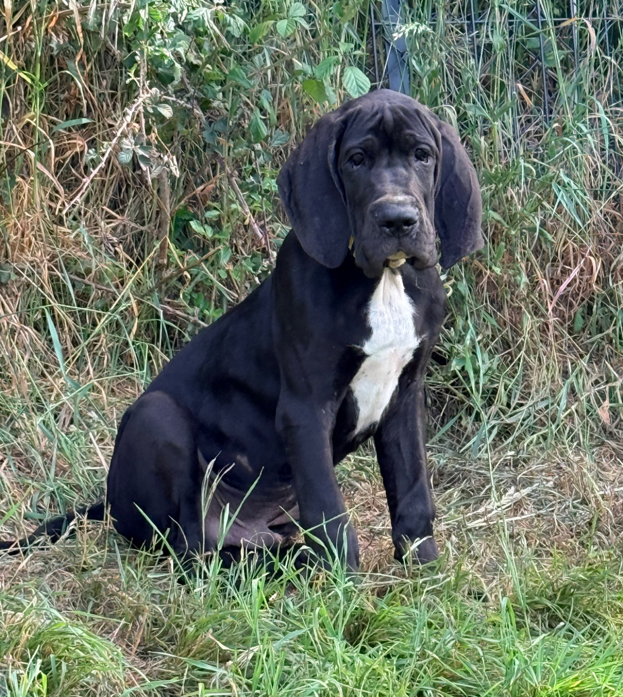 Au Royaume De Leyla - Chiots disponibles - Dogue allemand