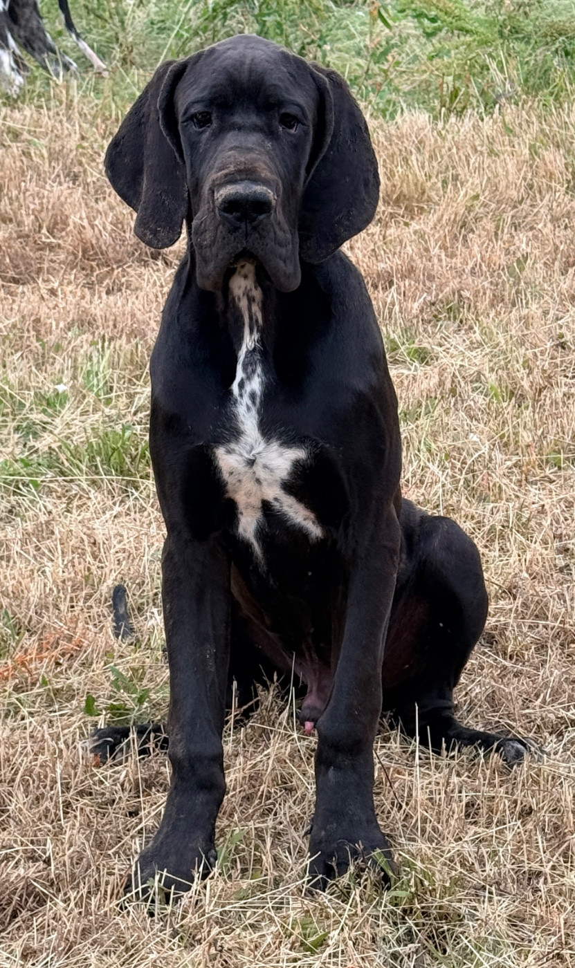 Au Royaume De Leyla - Chiots disponibles - Dogue allemand