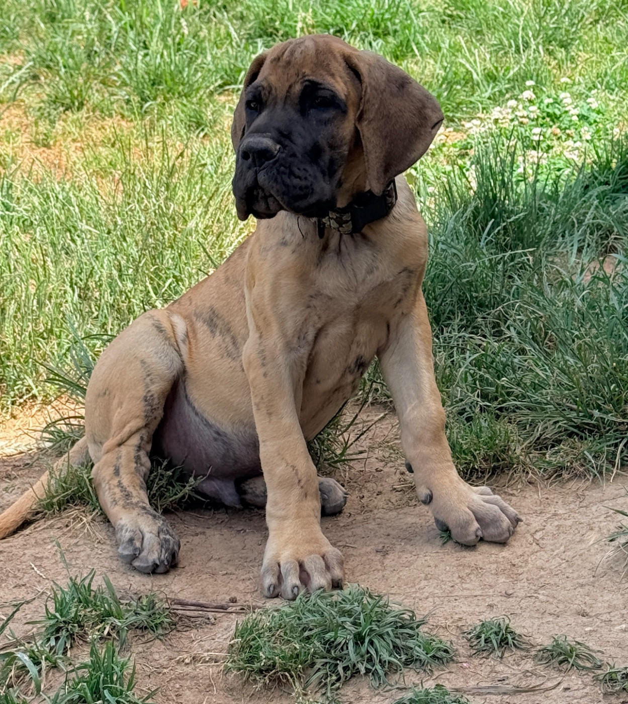 Au Royaume De Leyla - Chiots disponibles - Dogue allemand