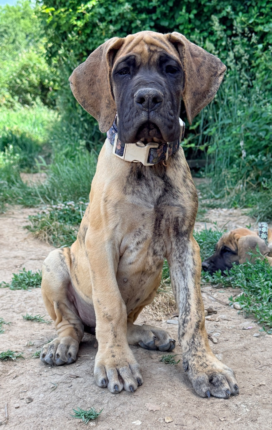 Au Royaume De Leyla - Chiots disponibles - Dogue allemand