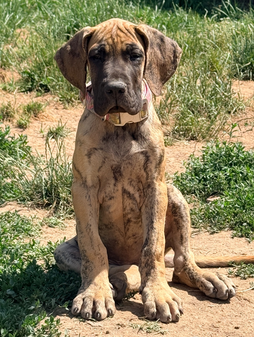 Au Royaume De Leyla - Chiots disponibles - Dogue allemand