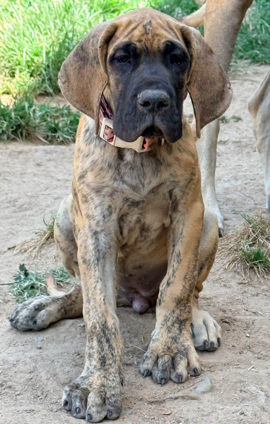 Au Royaume De Leyla - Chiots disponibles - Dogue allemand