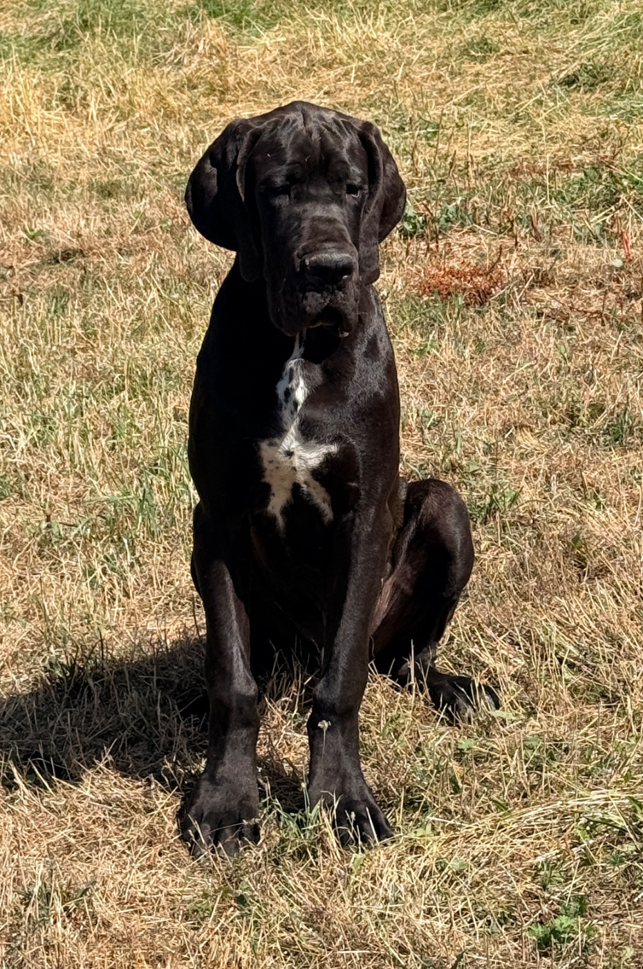 Au Royaume De Leyla - Chiots disponibles - Dogue allemand