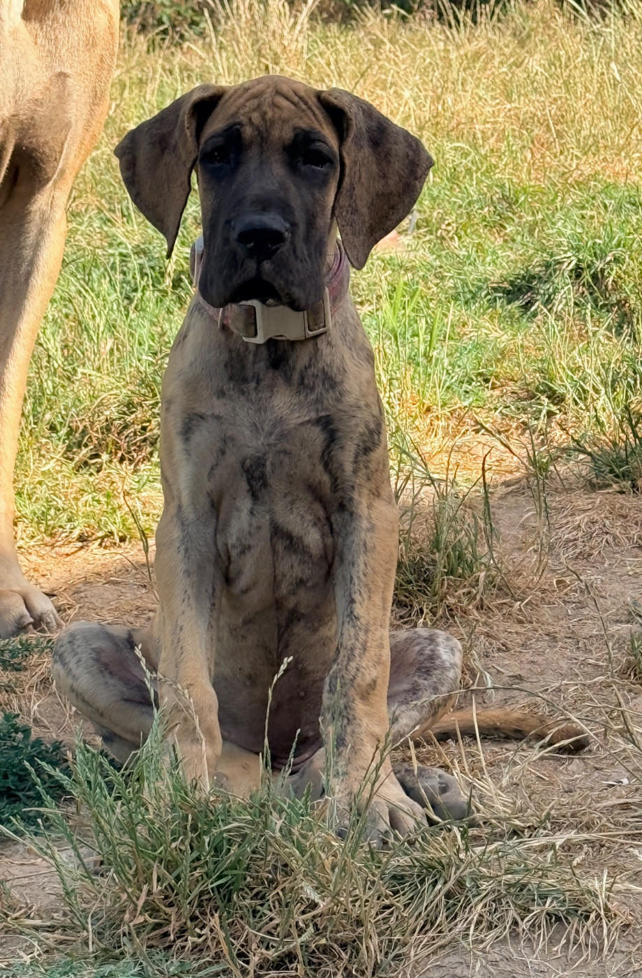 Au Royaume De Leyla - Chiots disponibles - Dogue allemand