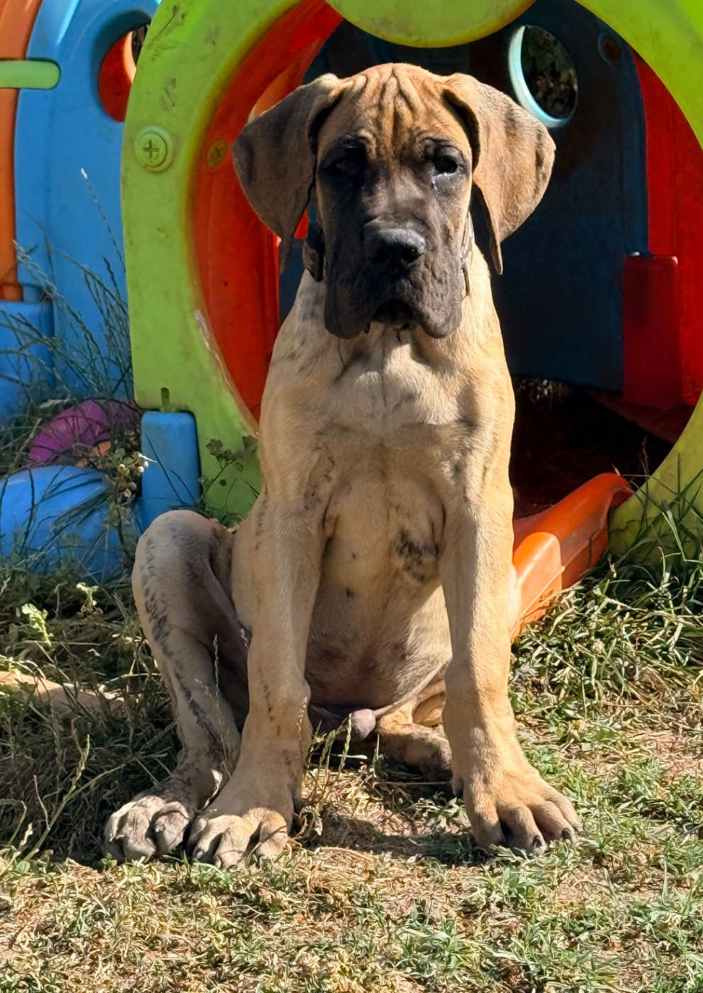 Au Royaume De Leyla - Chiots disponibles - Dogue allemand