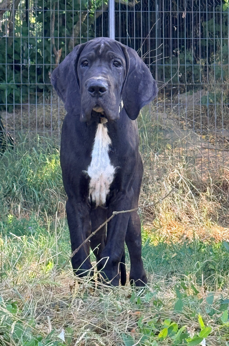 Au Royaume De Leyla - Chiots disponibles - Dogue allemand