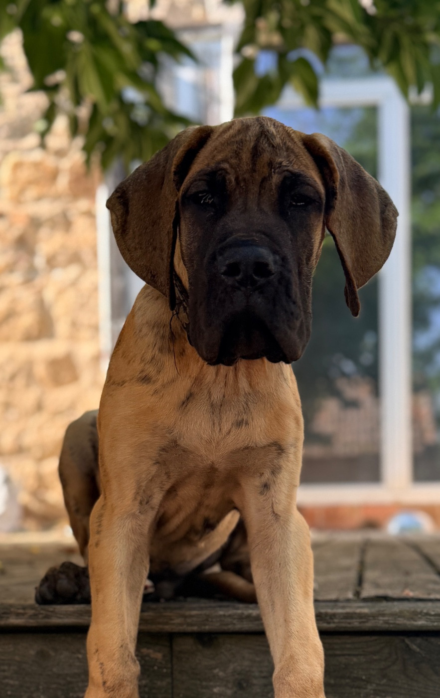 Au Royaume De Leyla - Chiots disponibles - Dogue allemand