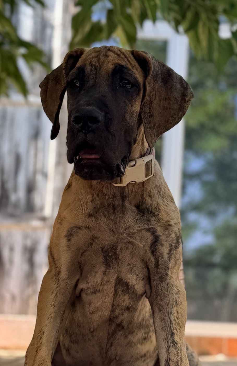 Au Royaume De Leyla - Chiots disponibles - Dogue allemand
