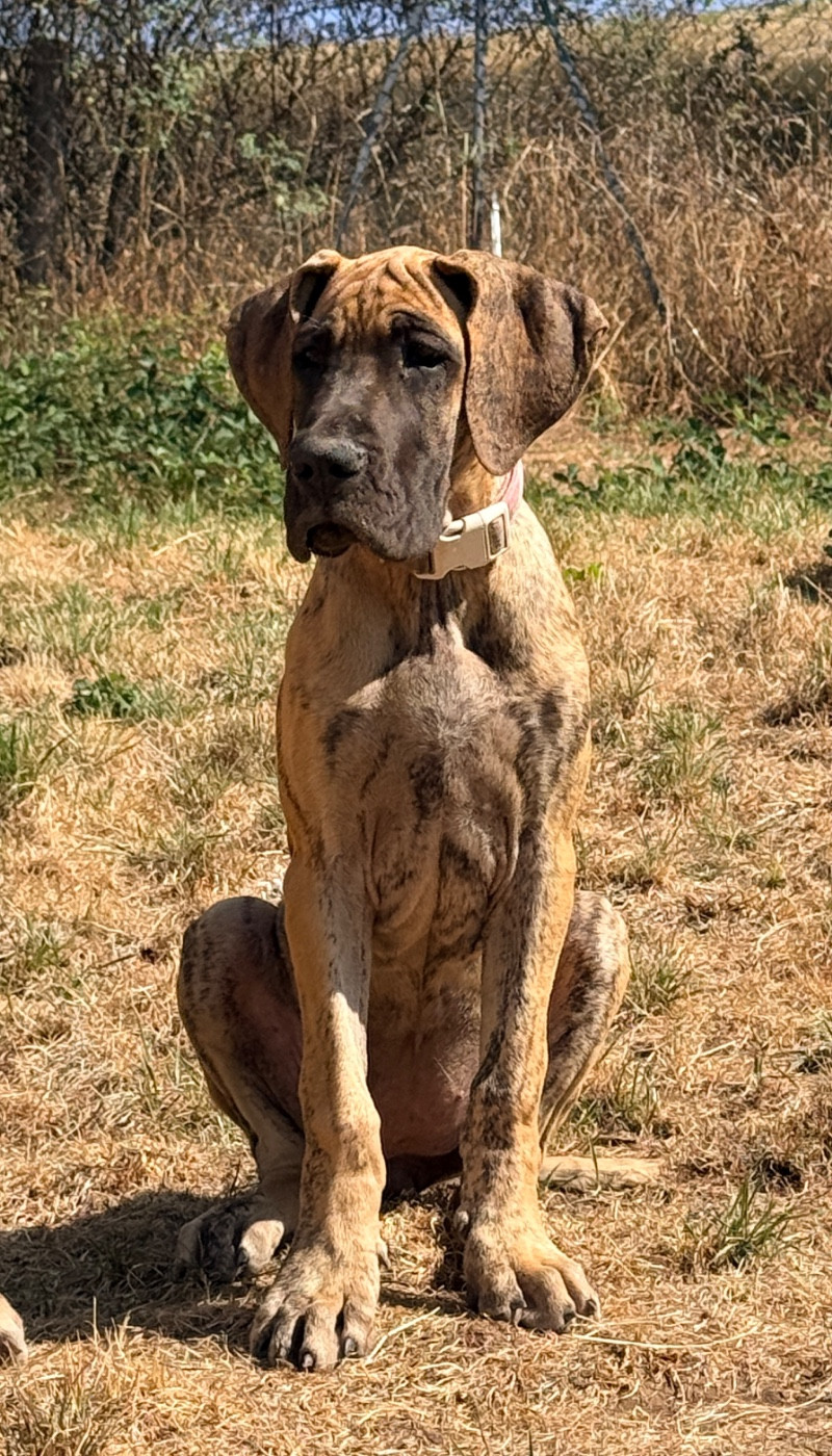 Au Royaume De Leyla - Chiots disponibles - Dogue allemand