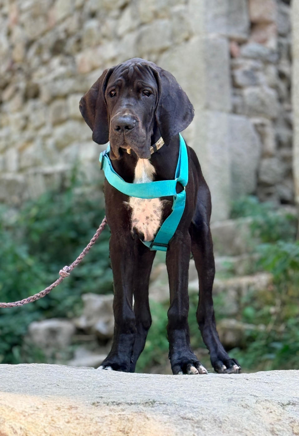 Au Royaume De Leyla - Chiots disponibles - Dogue allemand