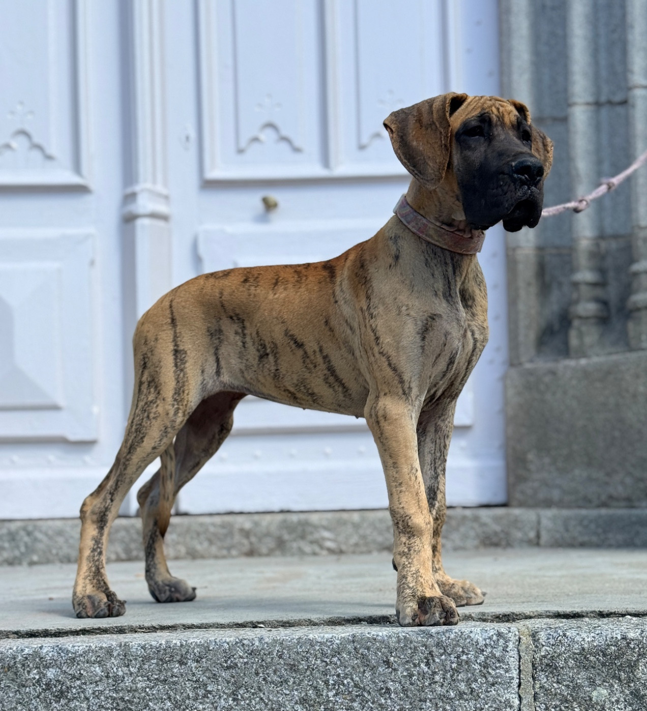 Au Royaume De Leyla - Chiots disponibles - Dogue allemand