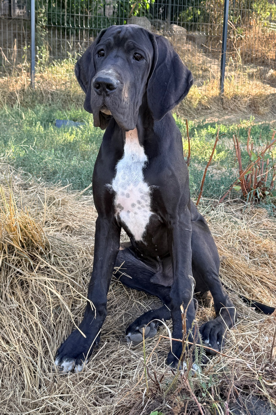 Au Royaume De Leyla - Chiots disponibles - Dogue allemand