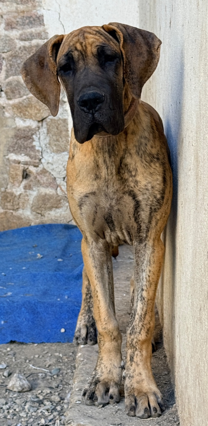 Au Royaume De Leyla - Chiots disponibles - Dogue allemand