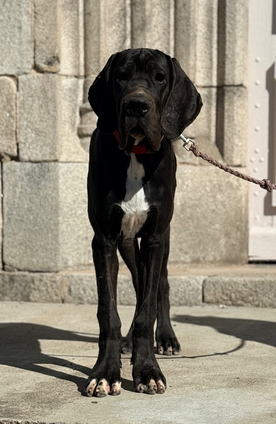 Au Royaume De Leyla - Chiots disponibles - Dogue allemand