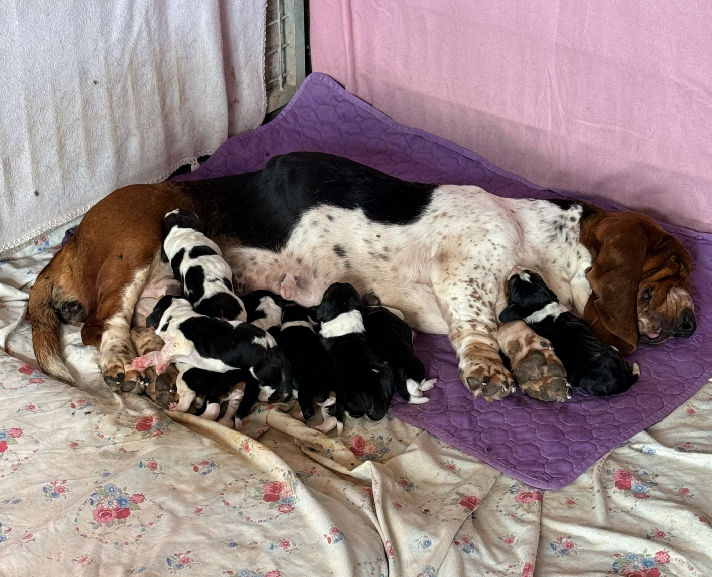 Chiot Basset Hound Au Royaume De Leyla