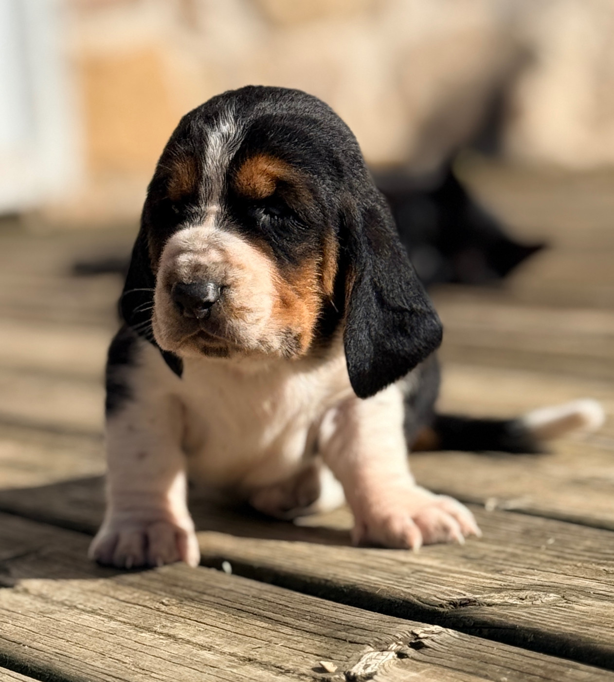 Au Royaume De Leyla - Chiots disponibles - Basset Hound