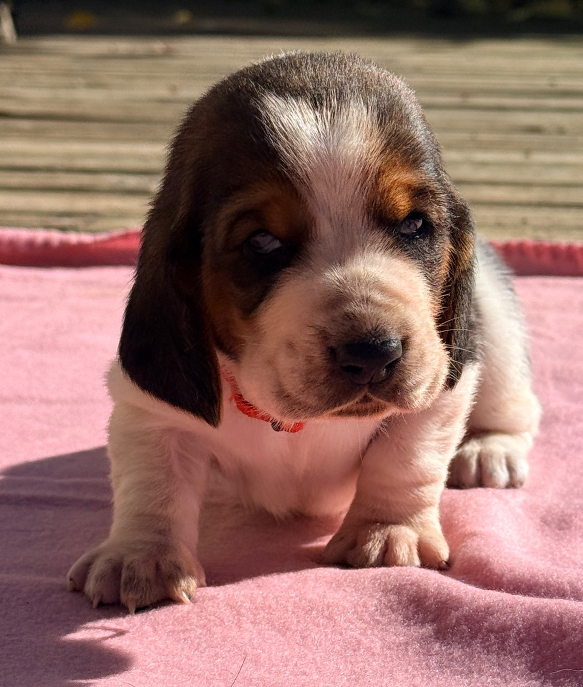 Au Royaume De Leyla - Chiots disponibles - Basset Hound