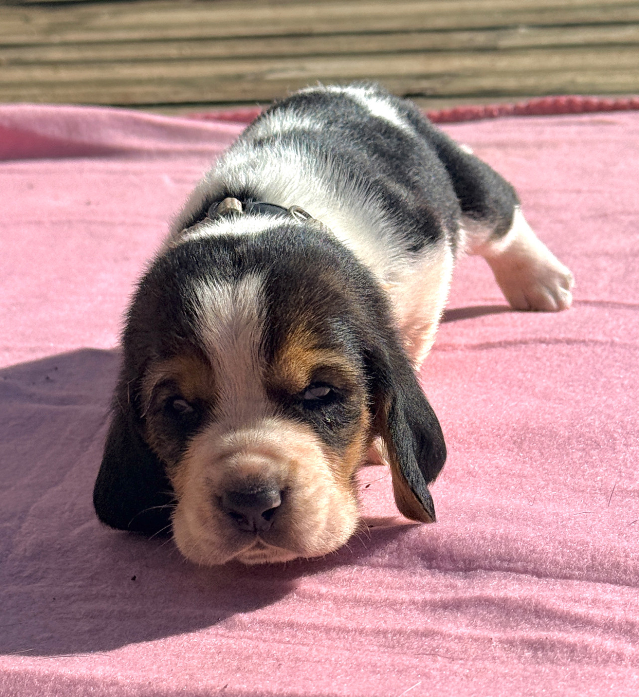 Au Royaume De Leyla - Chiots disponibles - Basset Hound