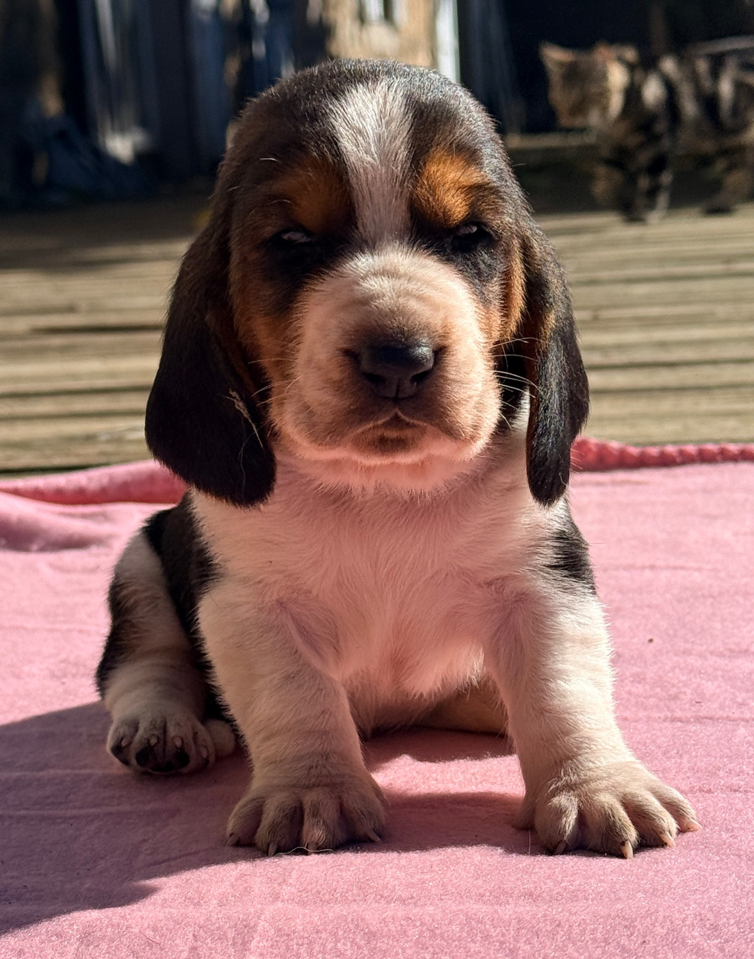 Au Royaume De Leyla - Chiots disponibles - Basset Hound