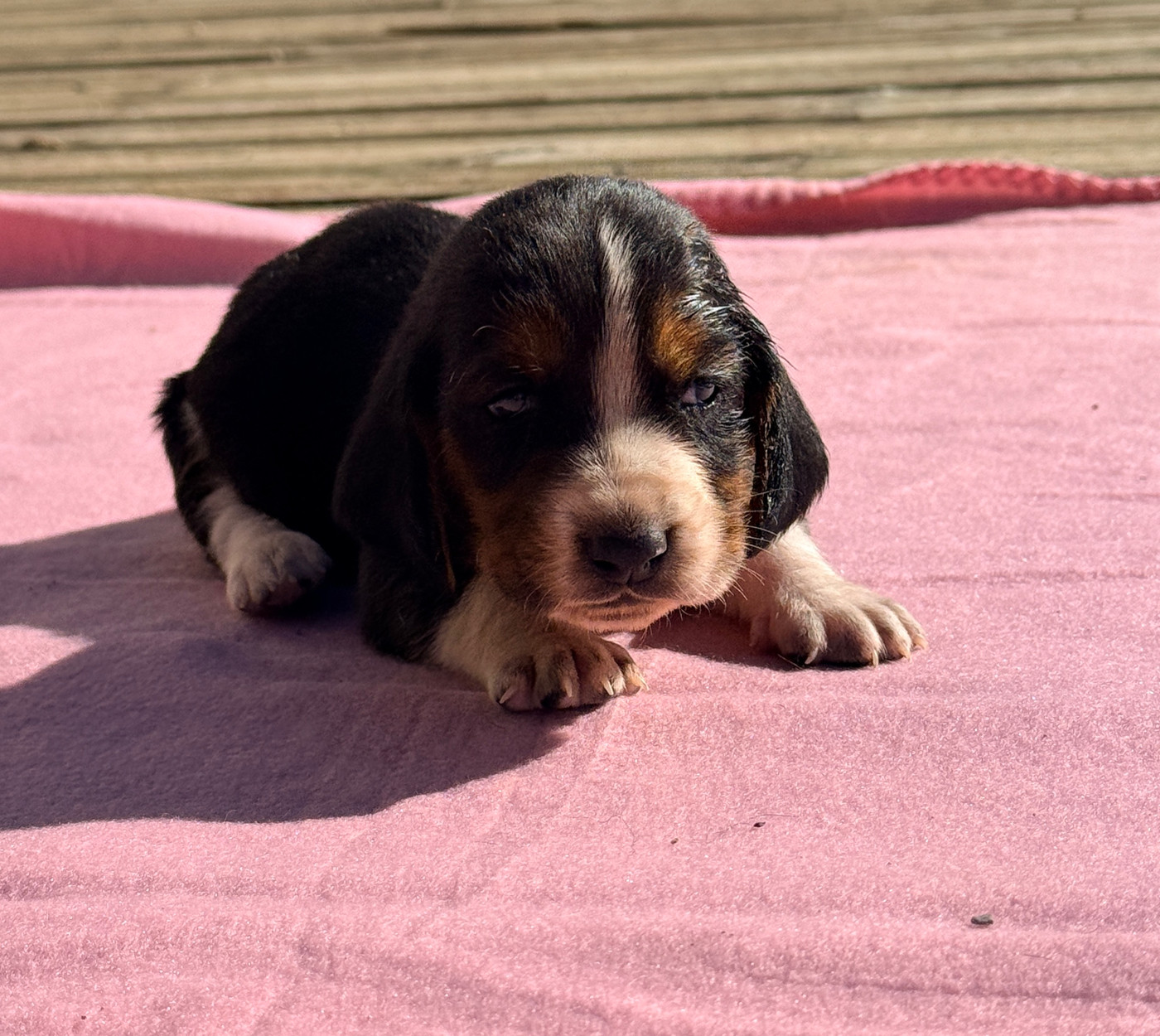 Au Royaume De Leyla - Chiots disponibles - Basset Hound
