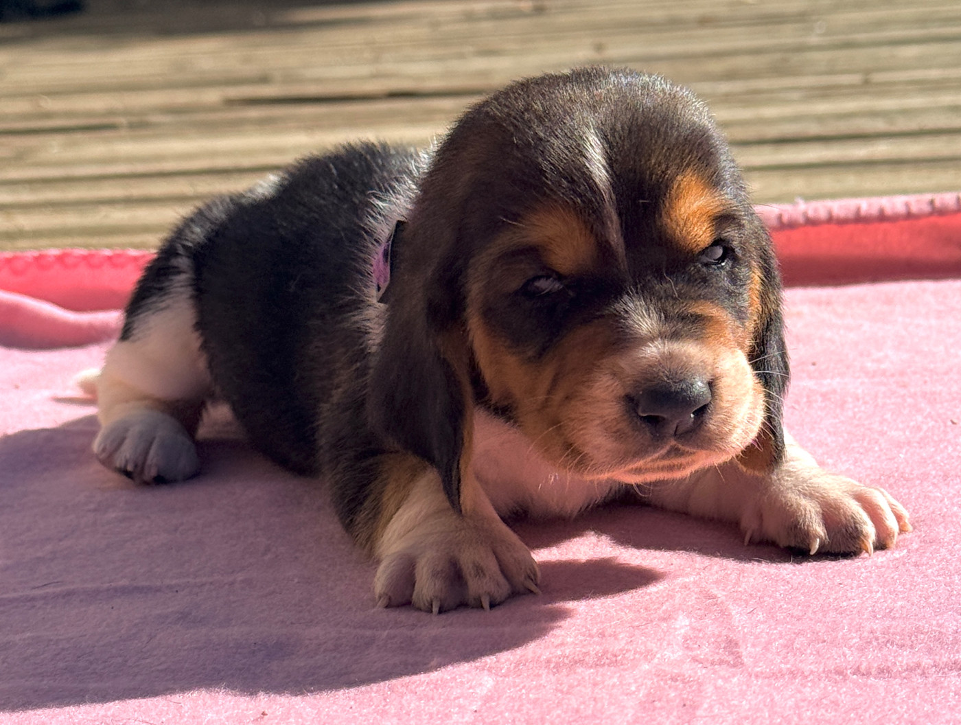 Au Royaume De Leyla - Chiots disponibles - Basset Hound