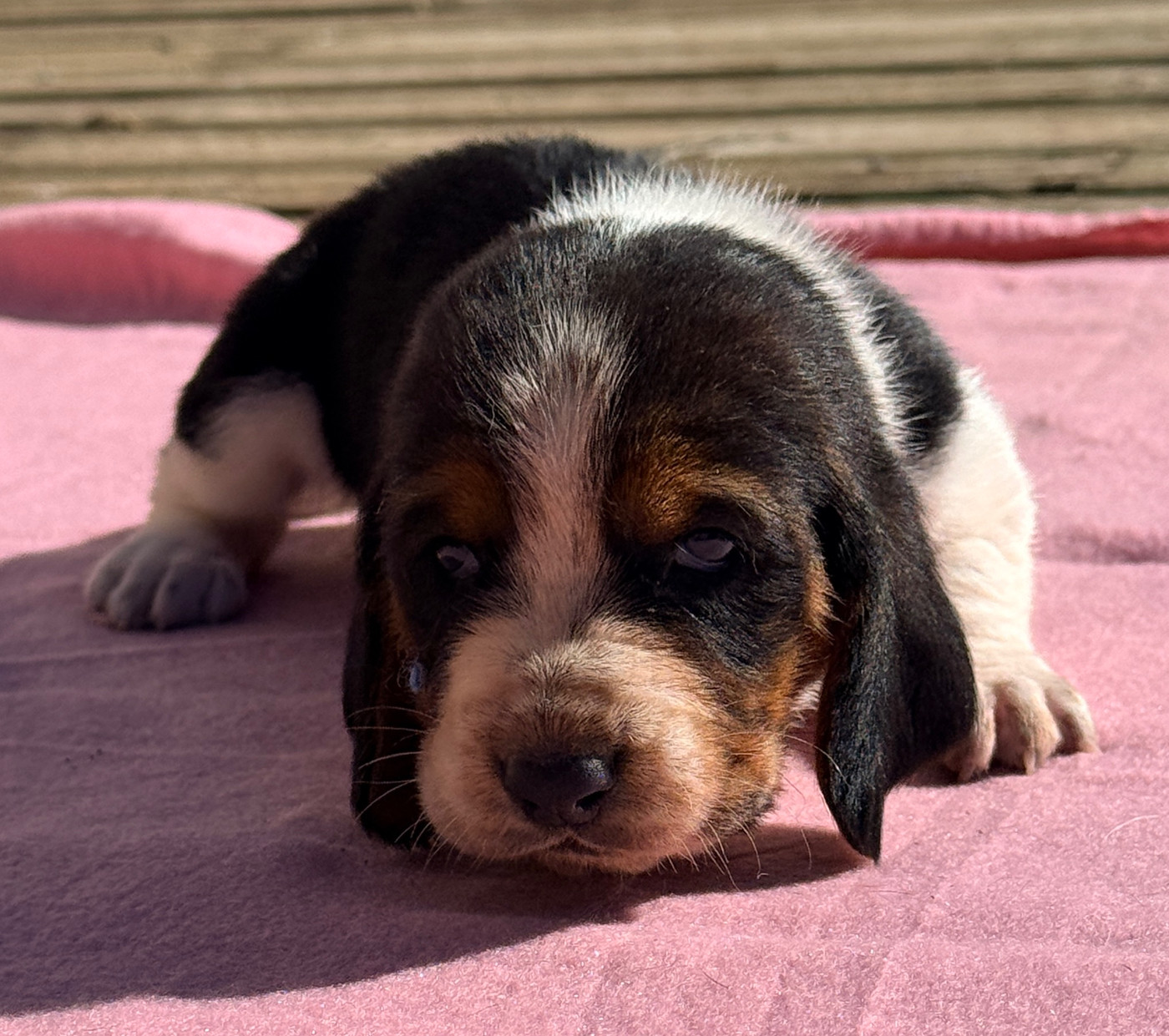 Au Royaume De Leyla - Chiots disponibles - Basset Hound