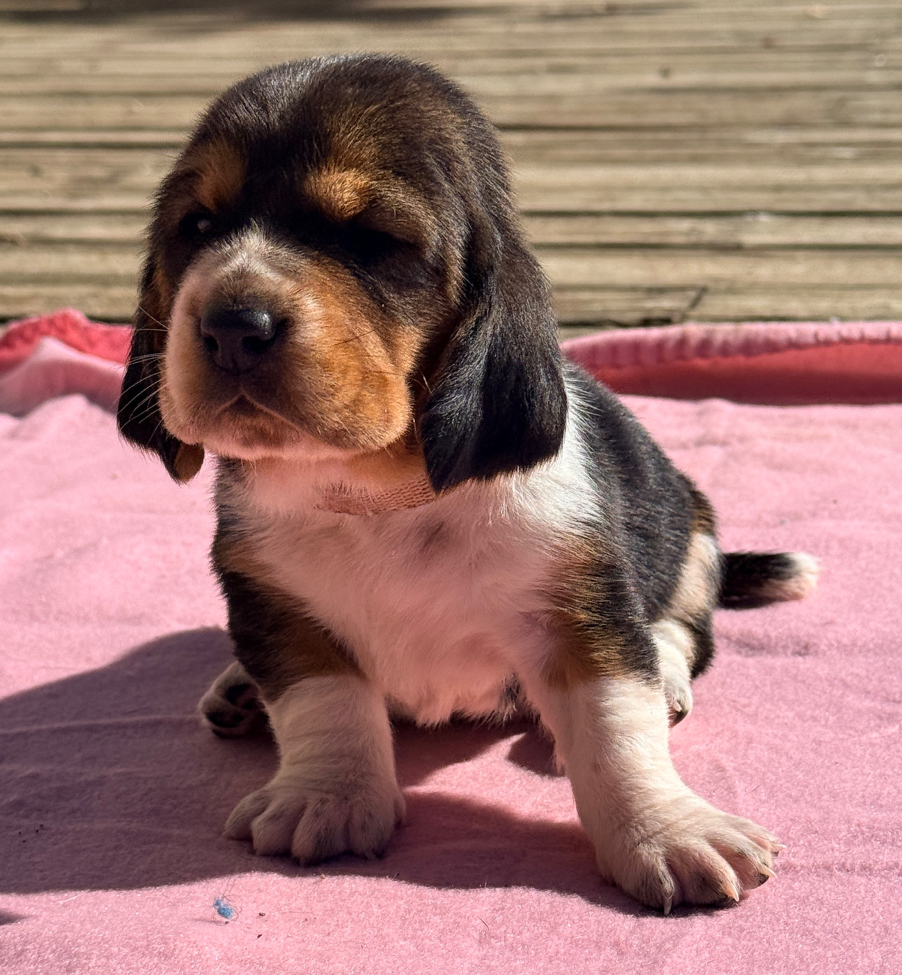 Au Royaume De Leyla - Chiots disponibles - Basset Hound
