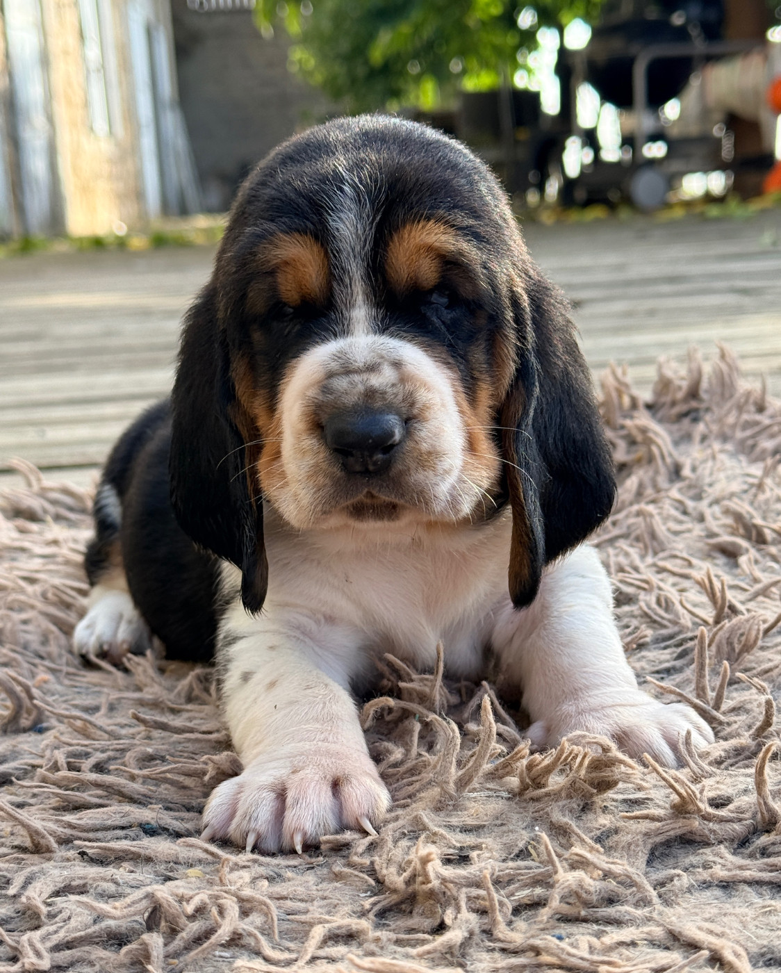 Au Royaume De Leyla - Chiots disponibles - Basset Hound