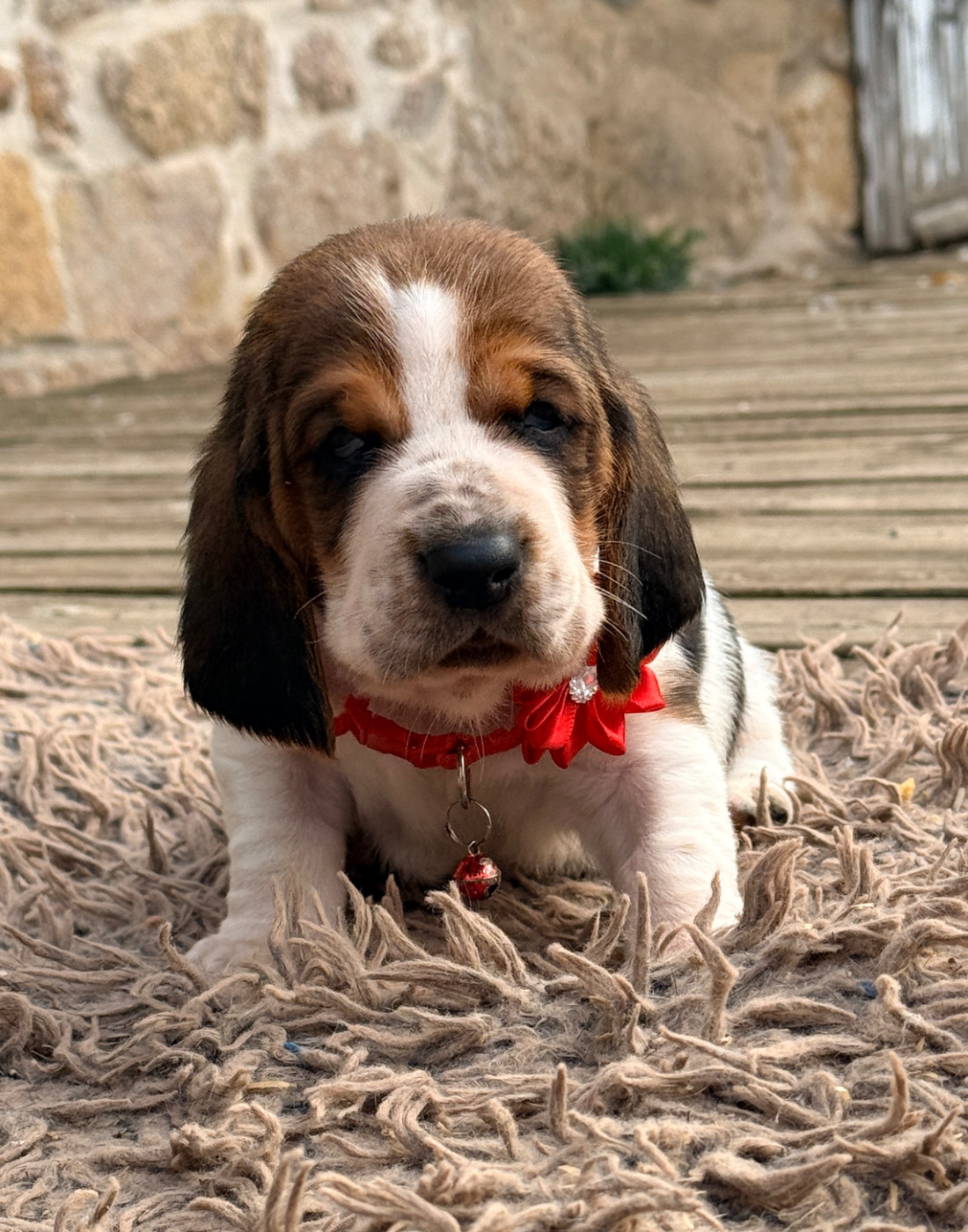 Au Royaume De Leyla - Chiots disponibles - Basset Hound