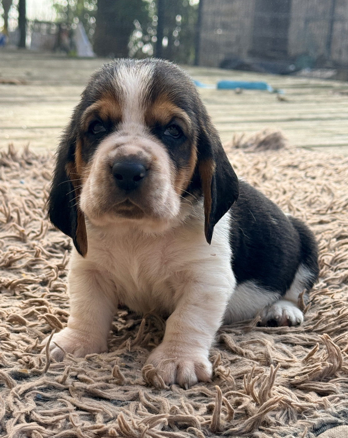 Au Royaume De Leyla - Chiots disponibles - Basset Hound