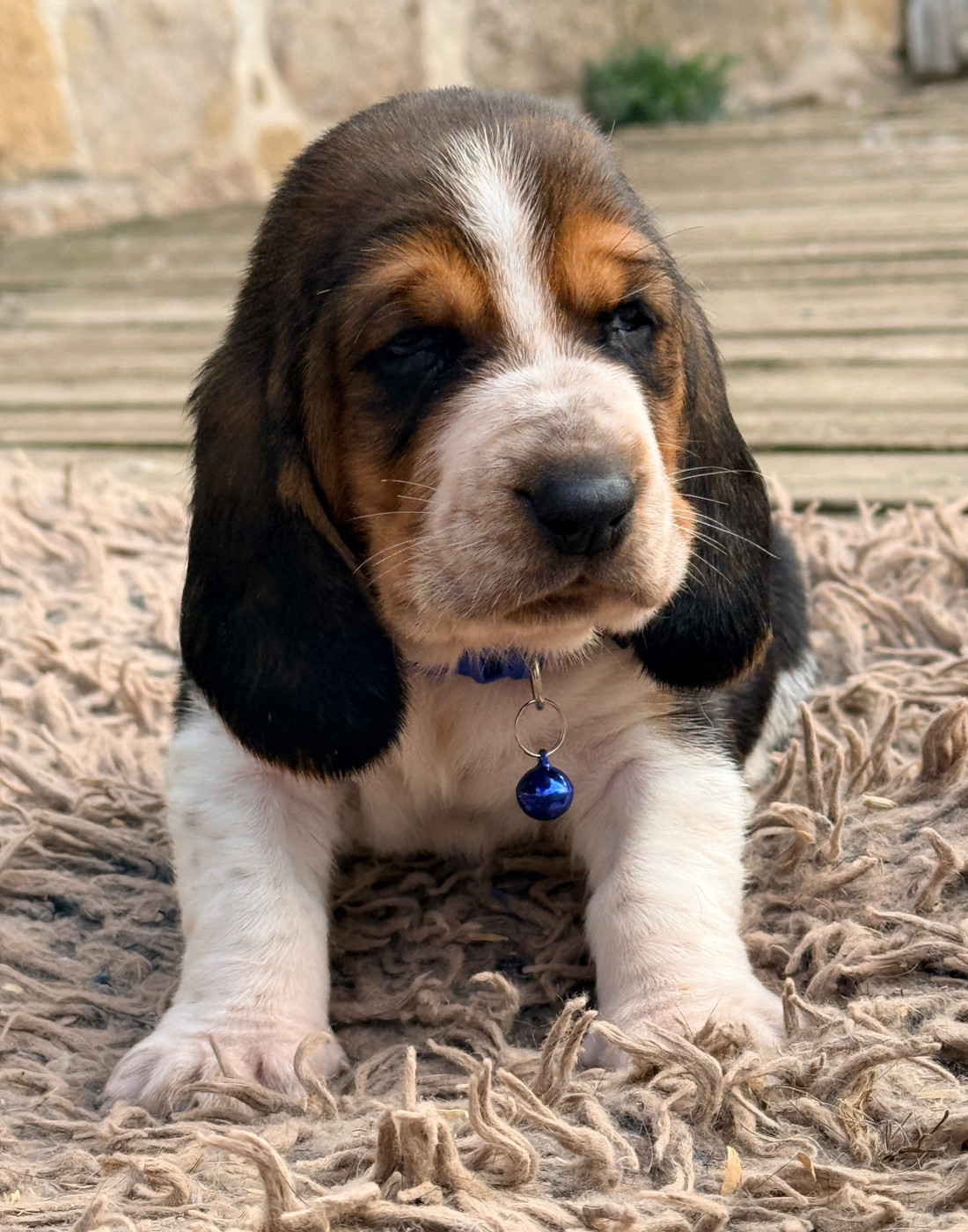 Au Royaume De Leyla - Chiots disponibles - Basset Hound