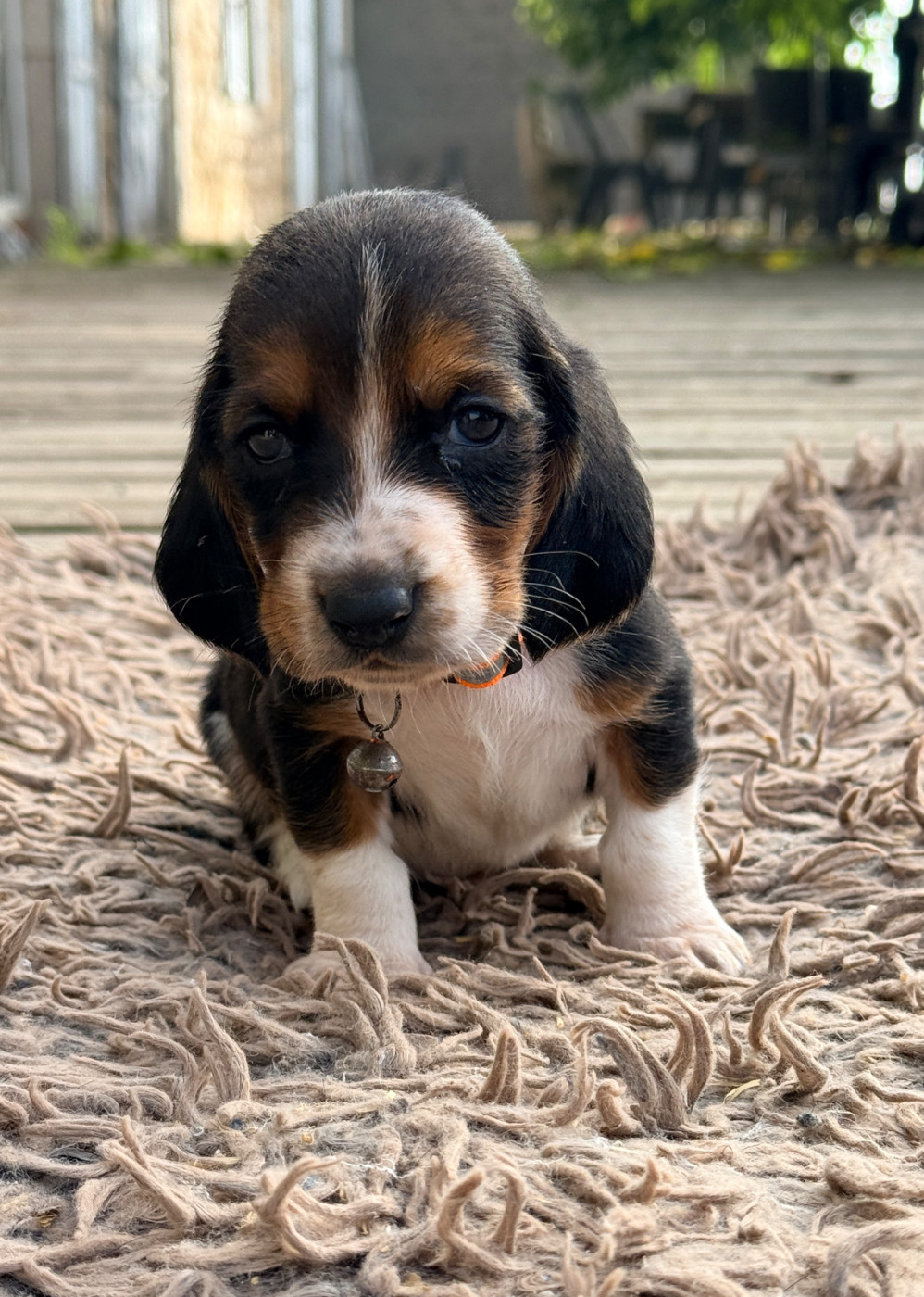 Au Royaume De Leyla - Chiots disponibles - Basset Hound