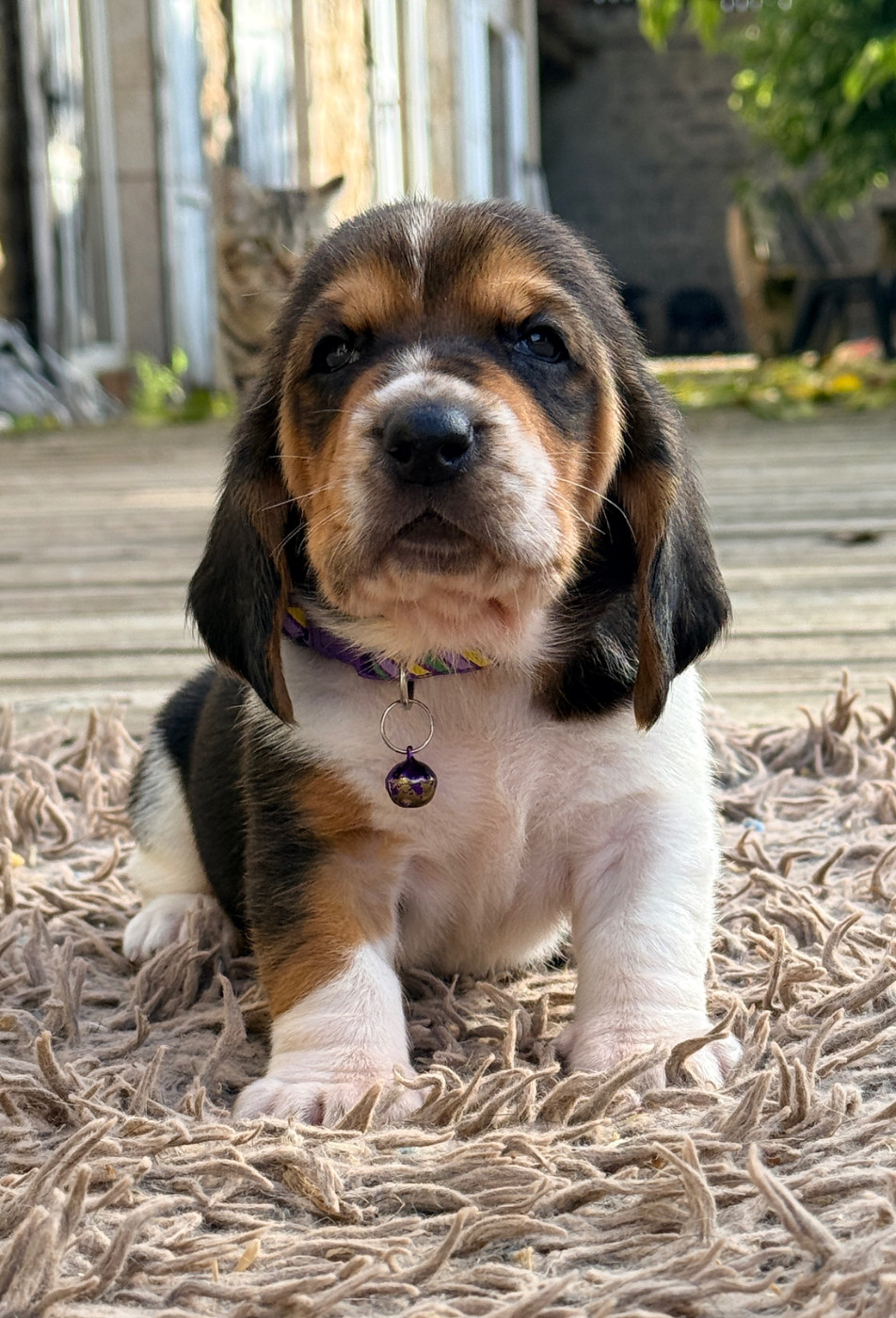 Au Royaume De Leyla - Chiots disponibles - Basset Hound