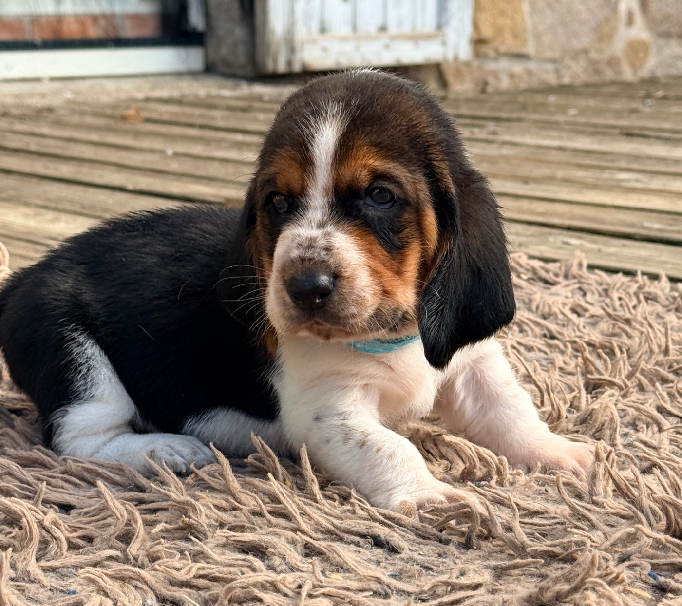 Au Royaume De Leyla - Chiots disponibles - Basset Hound
