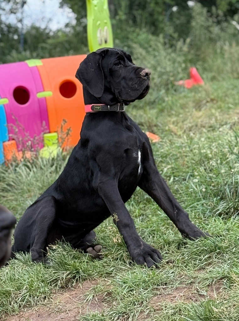 Au Royaume De Leyla - Chiots disponibles - Dogue allemand