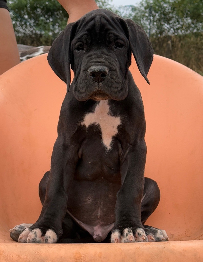 Au Royaume De Leyla - Dogue allemand - Portée née le 07/05/2025