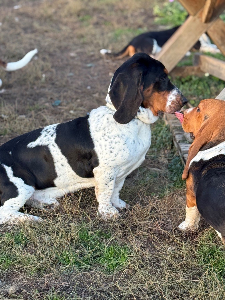 Au Royaume De Leyla - Chiots disponibles - Basset Hound