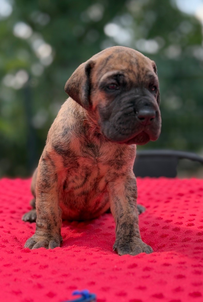 Au Royaume De Leyla - Chiots disponibles - Dogue allemand