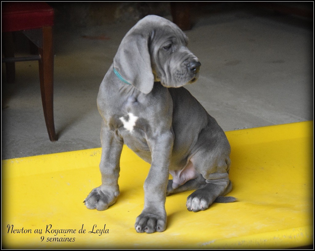 Au Royaume De Leyla - Dogue allemand - Portée née le 05/03/2017