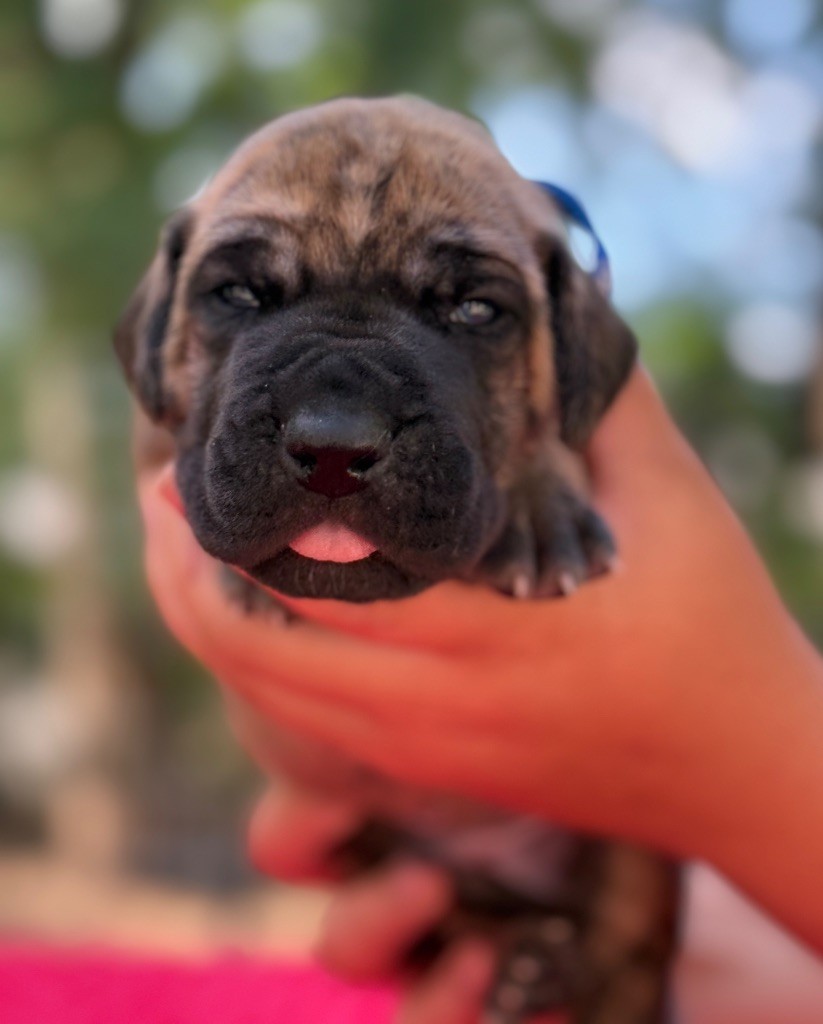 Au Royaume De Leyla - Chiots disponibles - Dogue allemand