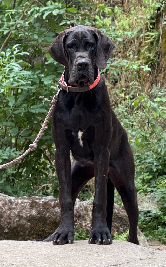 Au Royaume De Leyla - Chiots disponibles - Dogue allemand