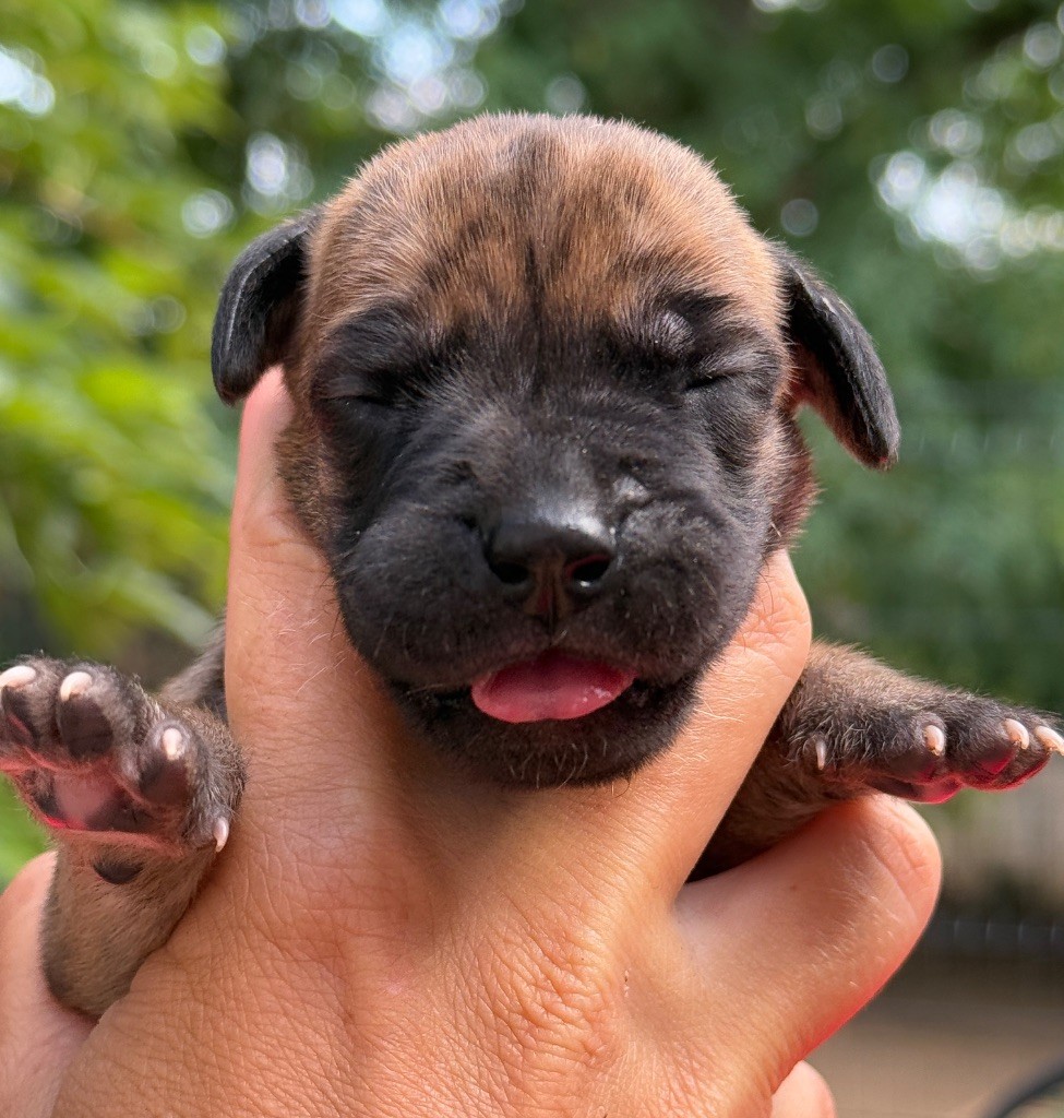 Au Royaume De Leyla - Chiots disponibles - Dogue allemand