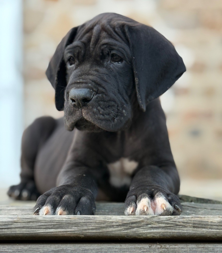 Au Royaume De Leyla - Chiots disponibles - Dogue allemand