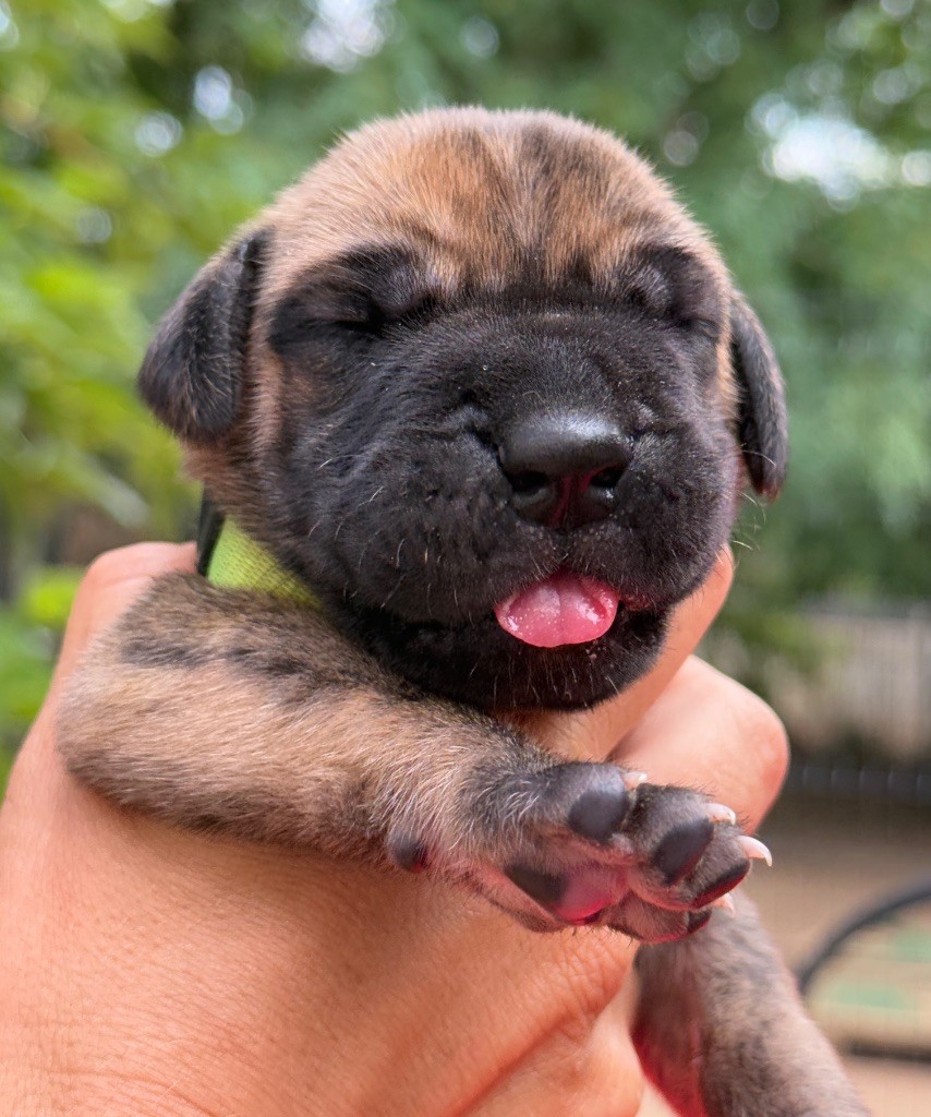Au Royaume De Leyla - Chiots disponibles - Dogue allemand