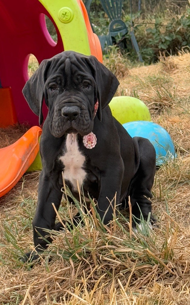 Au Royaume De Leyla - Chiots disponibles - Dogue allemand