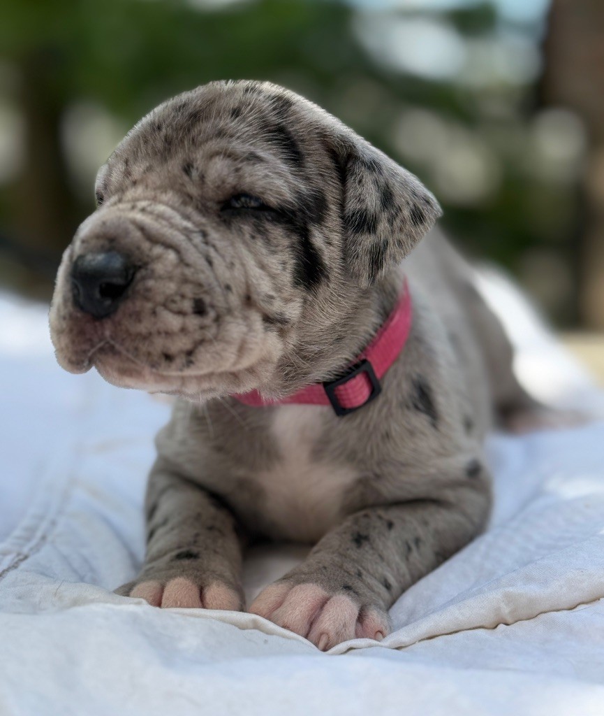 Au Royaume De Leyla - Chiots disponibles - Dogue allemand