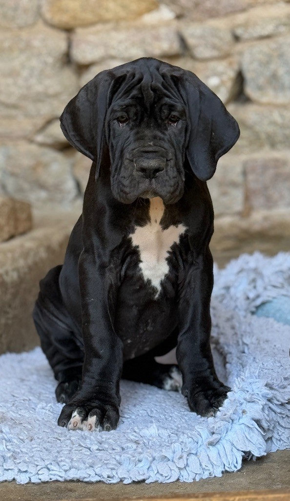 Au Royaume De Leyla - Chiots disponibles - Dogue allemand